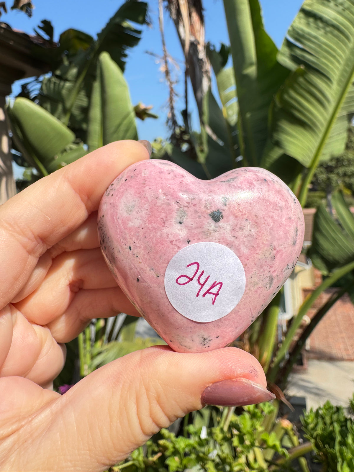 A hand holds the Bubblegum Rhodonite Puffy Heart Carving - Item A—a pink grounding stone with a white sticker labeled “214”—in front of green tropical plants and a clear blue sky.