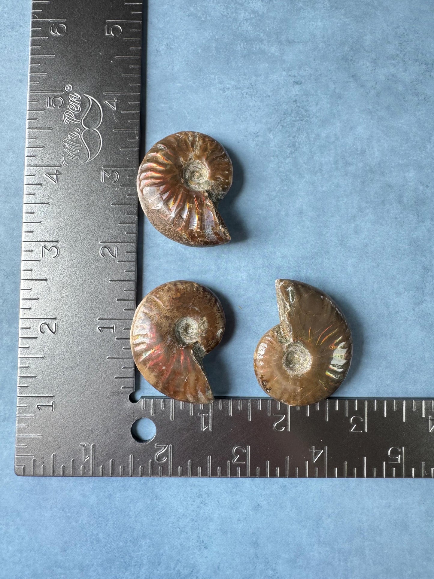Small Ammonite Fossils with Red Flash