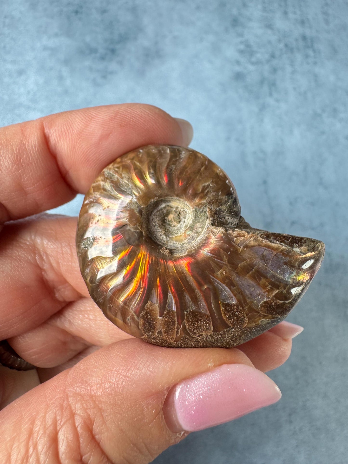 Small Ammonite Fossils with Red Flash