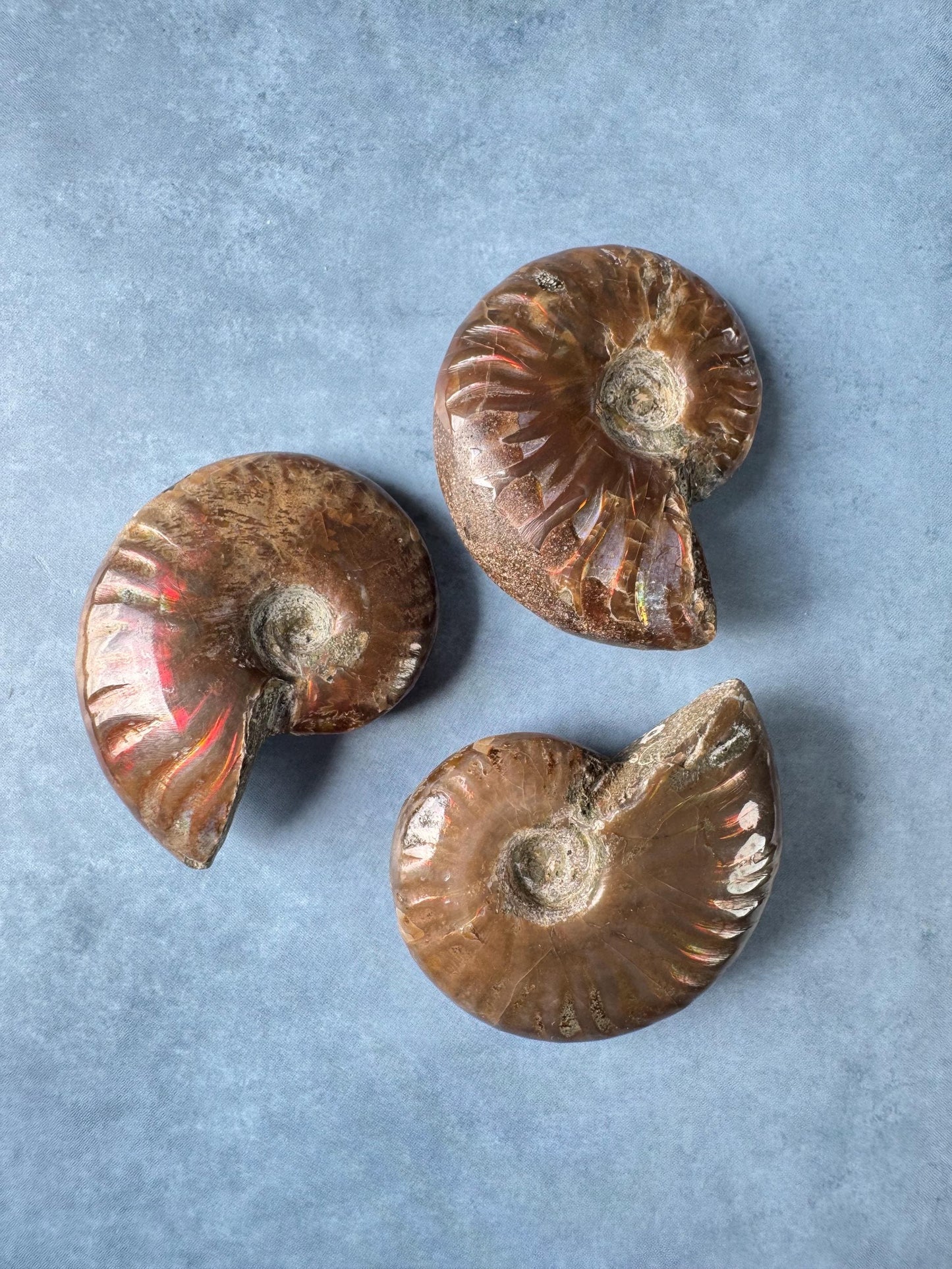 Small Ammonite Fossils with Red Flash