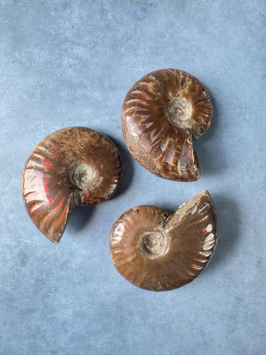 Small Ammonite Fossils with Red Flash