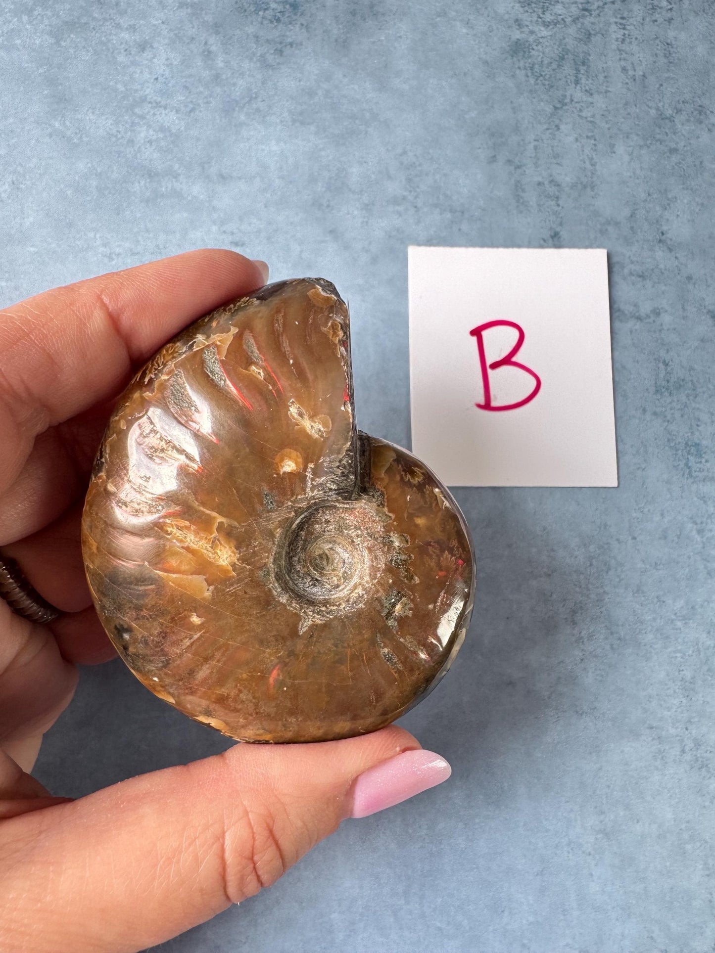 Ammonite Fossils