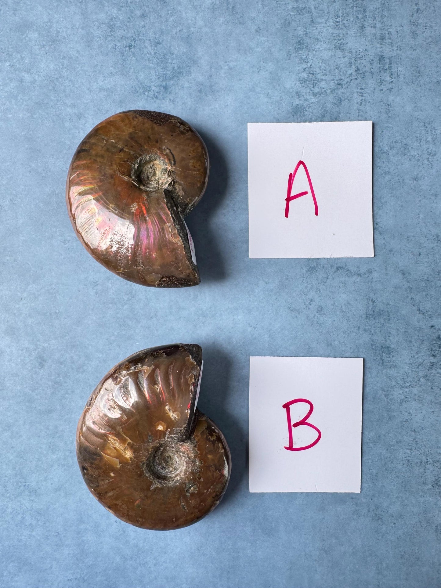 Ammonite Fossils
