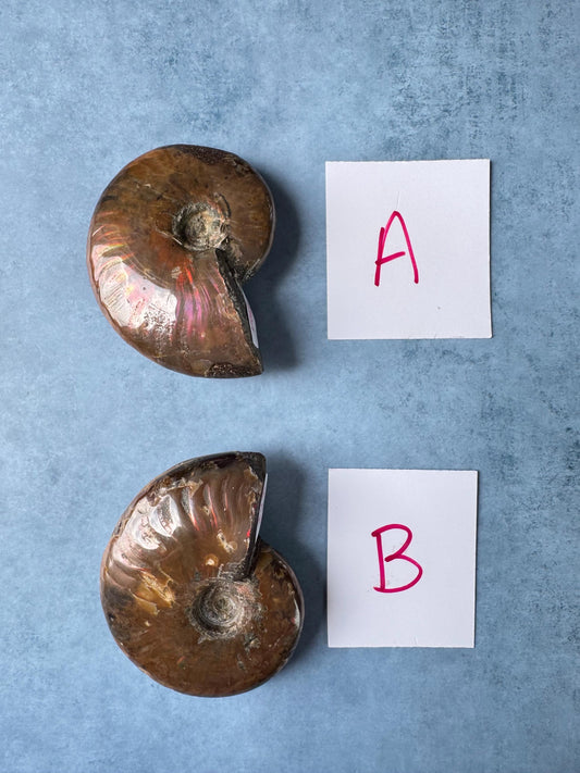 Ammonite Fossils