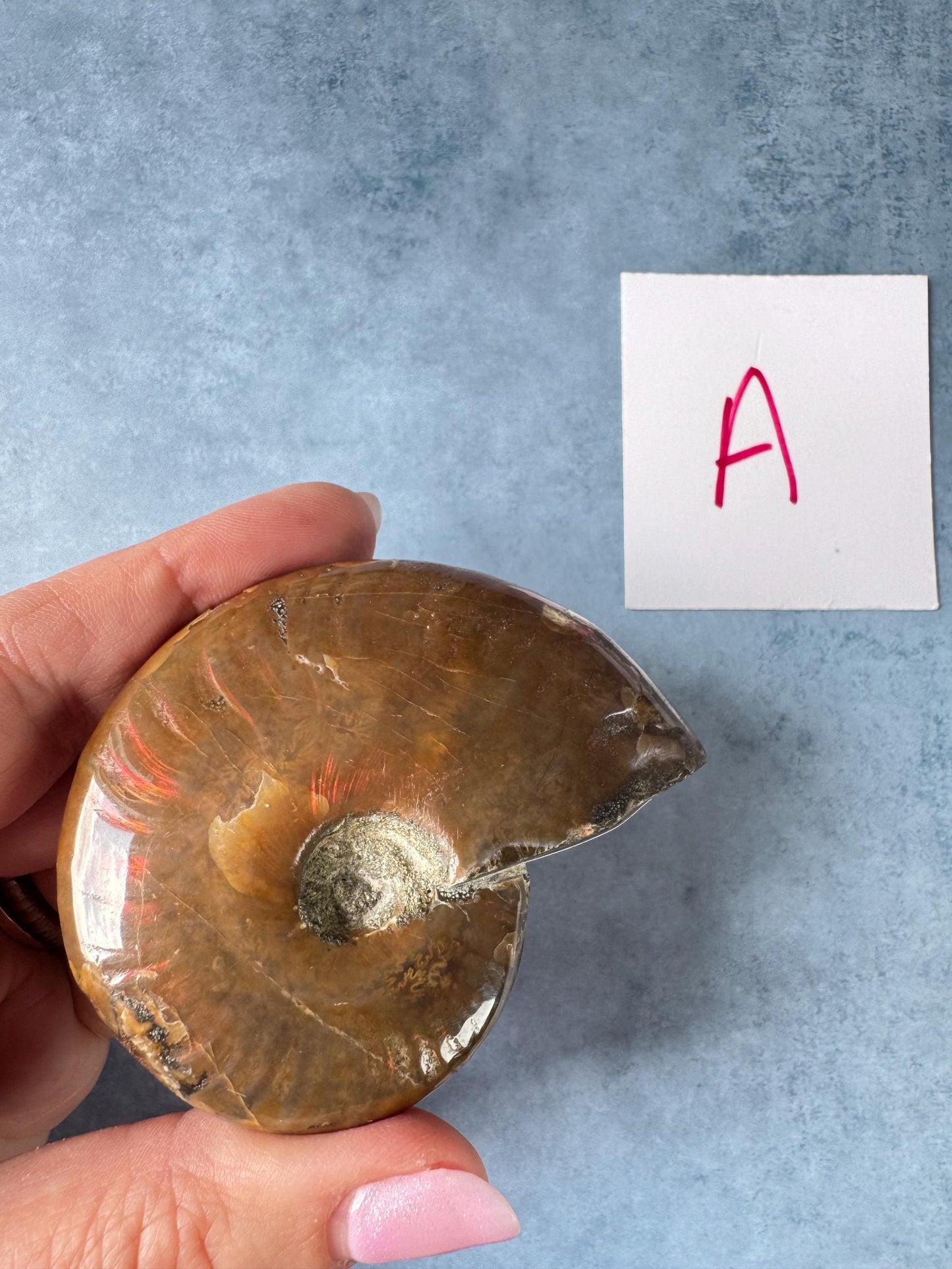 Ammonite Fossils