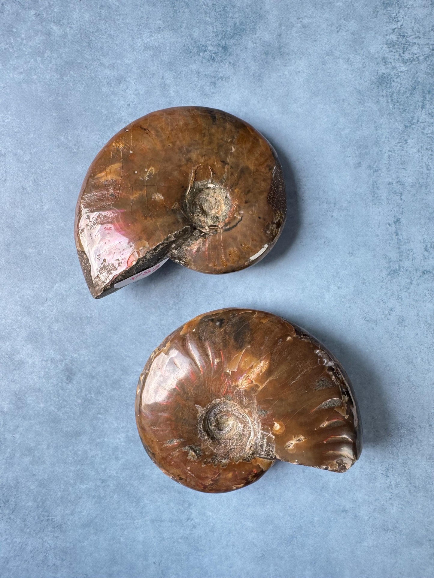 Ammonite Fossils