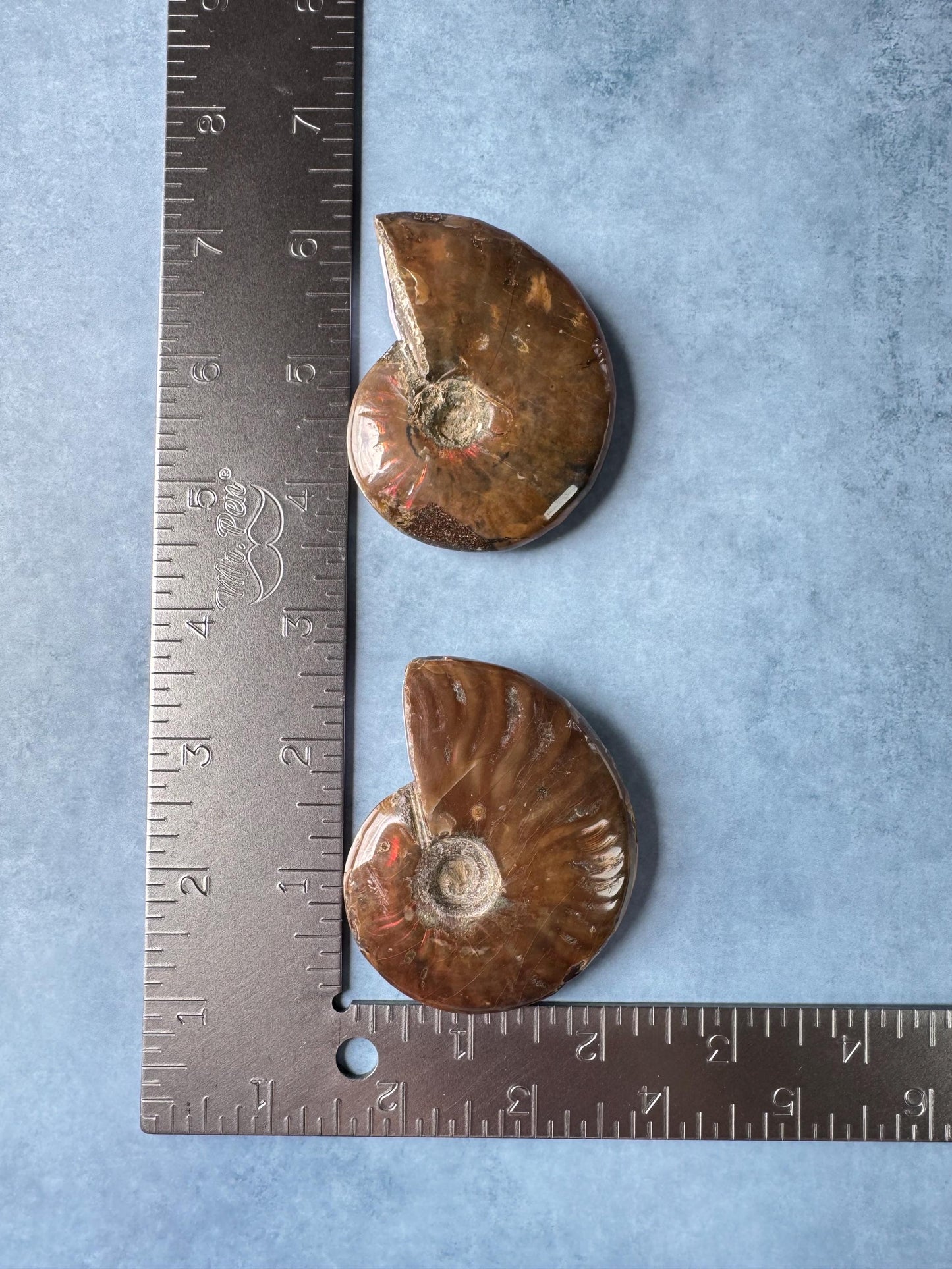 Ammonite Fossils